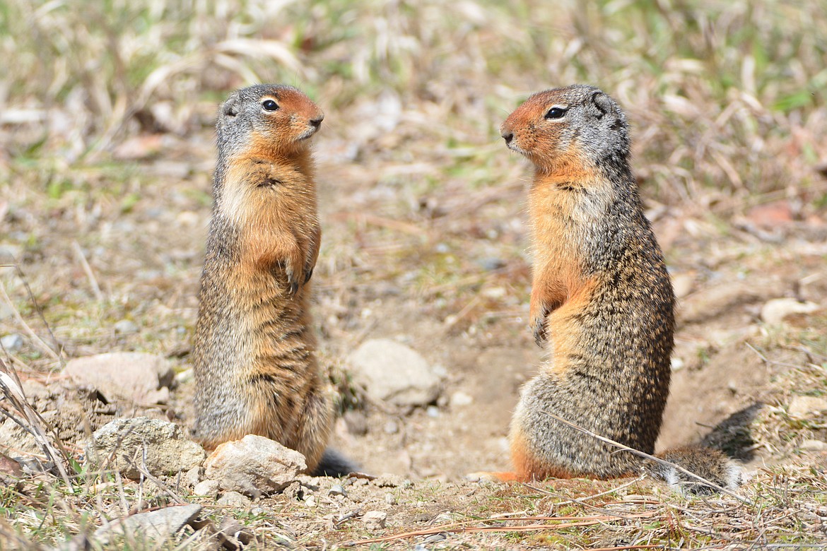 Are Ground Squirrels And Prairie Dogs The Same